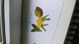Výtvarné tvoření z listů