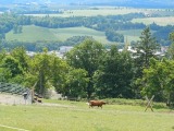 Obrázek v galerii